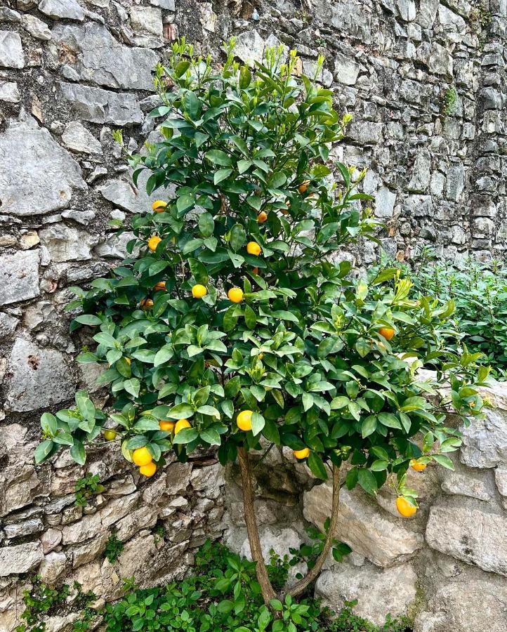 Villa Del Lis Gargnano Esterno foto